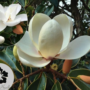 Magnolia Grandiflora Tree | Southern Magnolia Live Plant | Evergreen Tree with Glossy Green Leaves & White Flowers