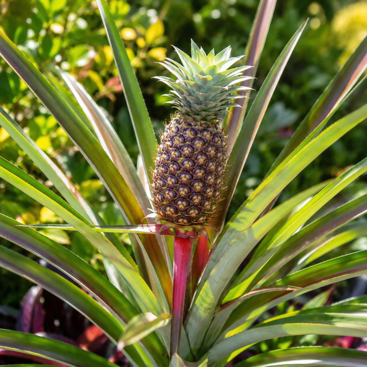 Sugarloaf Pineapple Plant: Sweet Kona Variety - Home Garden Tropical Fruit