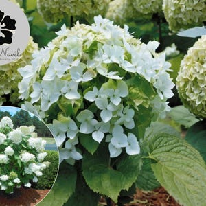 50 Hydrangea quercifolia Seeds – White Oakleaf Hydrangea Shrub, Fragrant Blooms, Flower Hedge Bush, Easy Grow, Rare Garden Seeds