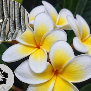 Yellow Plumeria Cutting | Fresh 5”-10” Unrooted Starter | Single Head Frangipani Cutting | Hawaiian Grown Plumeria Stick