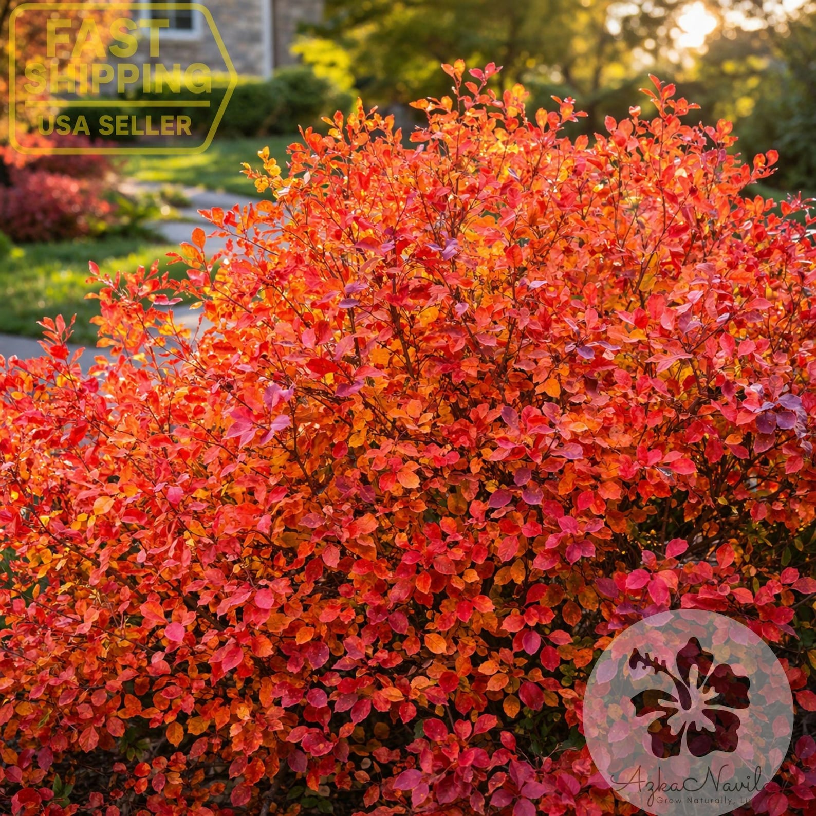 Gro Low Sumac Plant – Fragrant Sumac Rhus Aromatica – Red Berry ...