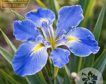 Louisiana Blue Flag Iris Live Plant – Hardy Aquatic Marginal Pond Bog Flower