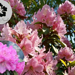 50+ Cali Pink Azalea Seeds – Rhododendron macrophyllum, Flowering Shrub Tree, Bushy Evergreen, Pacific Rosebay, Easy Grow