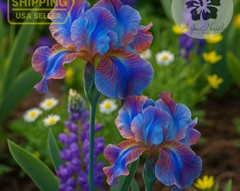 50 Rainbow Veined Bearded Iris Seeds – Multicolor Ruffled Perennial Blooms