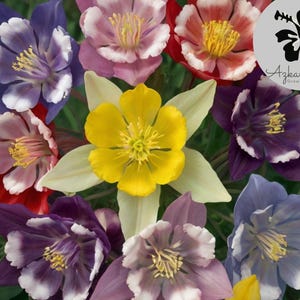 Columbine McKana Giant Mix 1000 Seeds – Perennial Flowers for Hummingbirds & Butterflies – Non-GMO Garden Seeds