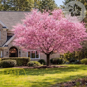May include: A vibrant pink flowering tree in front of a brick house with a gray roof. The tree is in full bloom, with a dense canopy of pink blossoms. Lush green grass and trimmed bushes surround the house. The text "FAST SHIPPING" is visible.