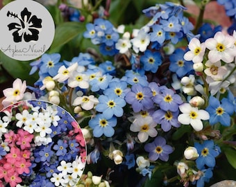 Forget Me Not Seeds Mixed Colors | 500 Non-GMO Seeds | Blue White Pink Flowers | Early Blooms | Perennial Pollinator Friendly