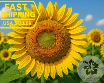 Plant Good Seed Organic Mongolian Giant Sunflower