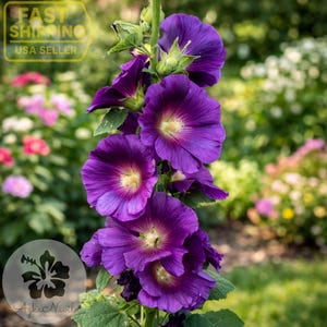 May include: Close-up of a vibrant purple hollyhock flower stalk with multiple blooms. The flowers have a deep purple hue with yellow centers and are surrounded by green leaves. The background is a blurred garden scene.