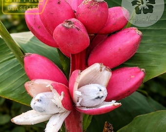 Pink Dwarf Banana Tree Seeds – Musa velutina – Rare Ornamental Fruit Banana – Zone 7b–11
