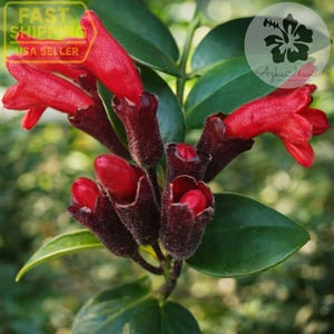 May include: Close-up of a cluster of red flowers with a tubular shape, emerging from dark, fuzzy buds. The flowers are surrounded by glossy green leaves. The image includes text that says "FAST SHIPPING USA SELLER".