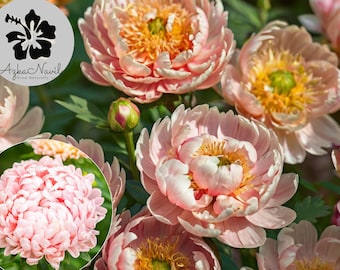 100 Duchess Apricot Aster Seeds – Peony Type, Non-GMO, Large Double Blooms, Cut Flowers, Soft Pink-Orange, Easy to Grow Annual