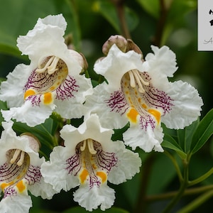 Catalpa 100 Seeds, Catalpa speciosa, Northern, Tree Garden (Fast-Growing, Showy Flowers, Hardy, Shade & Street Tree)