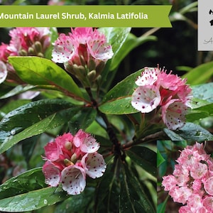 Mountain Laurel Shrub 50 Seeds | Kalmia Latifolia | Evergreen, Flowering, Shade Tolerant, Acid Soil, Native, Slow Grower Gardening