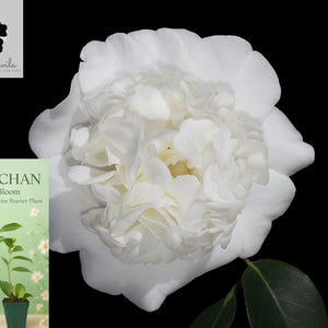 Snow Chan, Unique Bloom, Camellia Japonica, Live Starter Plant, Rare White Flower, Outdoor Shrub, Garden Beauty Flowering