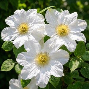 May include: Close-up of three large white clematis flowers with yellow centers, surrounded by green leaves. The petals are ruffled and textured, with a soft, natural appearance. The flowers are in full bloom.