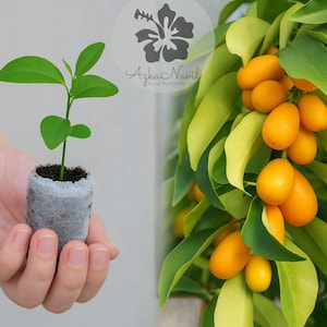 Big Jim Loquat Seeds - Etsy