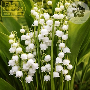 May include: Close-up of a cluster of lily of the valley flowers. The small, bell-shaped white flowers hang from green stems, surrounded by long, green leaves. The image is well-lit, highlighting the delicate details of the flowers.