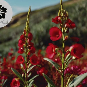 Scarlet Flax Seeds | 100 Fresh Non-GMO Seeds | Red Wildflower | Easy to Grow | Annual or Perennial | Free USA Shipping