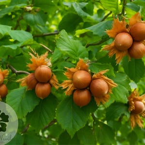 European Hazelnut Tree Seeds 4+ Corylus avellana Edible Nut Hardy