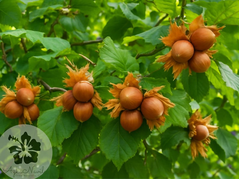 European Hazelnut Tree Seeds 4+ Corylus avellana Edible Nut Hardy