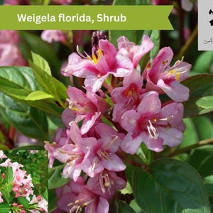 Weigela Florida Shrub 50 Seeds | Fast-Growing Hardy Flowering Bush | Pink Blooms | Hummingbird Magnet | Easy Landscaping Plant