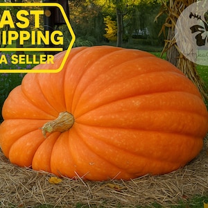 May include: A large, vibrant orange pumpkin rests on a bed of hay. The pumpkin has deep ridges and a thick, textured stem. The background includes green grass and trees, suggesting an autumn harvest theme.