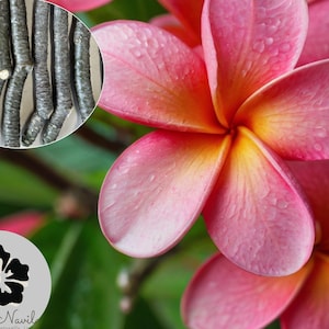 Pink Plumeria Cutting | Fresh 5”-10” Unrooted Starter | Single Head Frangipani Cutting | Hawaiian Grown Plumeria Stick