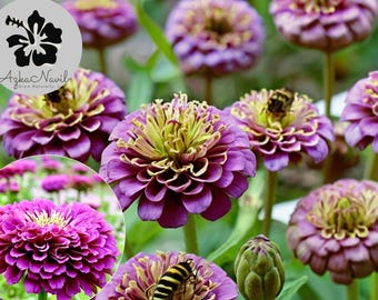50 Purple Prince Zinnia Seeds | Non-GMO Annual Flowers | Heirloom | Butterflies Magnet | Easy to Grow Cut Garden Blooms