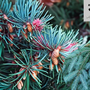Blue Douglas Fir 100 seeds, Pseudotsuga menziesii glauca, Tree Seeds (Fragrant Evergreen, Hardy, Bonsai, Christmas, Cold Tolerant)