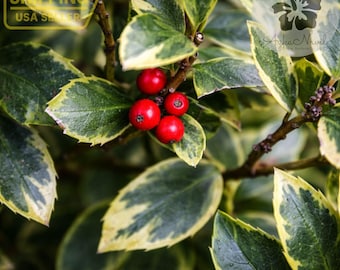 Ilex Aquifolium 'argentea Marginata' - Variegated English Holly - Live  Plant - 4 Pot - Etsy