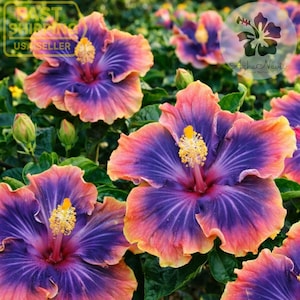 sold out Madagascar Hibiscus (Hibiscus moscheutos) – Starter Live Plant (3–5 inches)