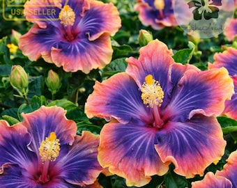 Madagascar Hibiscus (Hibiscus moscheutos) – Starter Live Plant (3–5 inches)