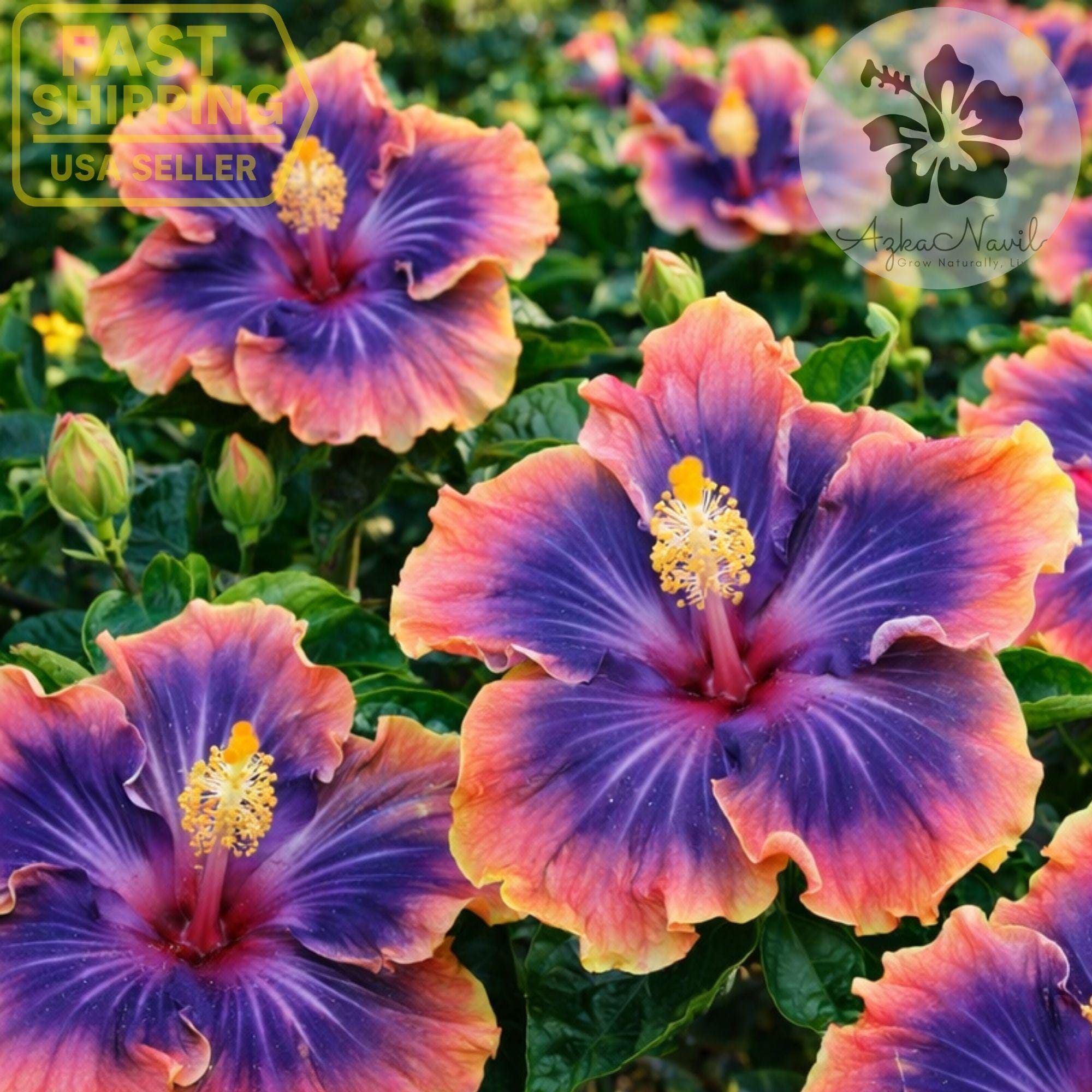 チェリー Purple Hibiscus Live Madagascar Hibiscus Moscheutos Starter Plant