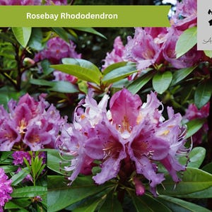 Rosebay Rhododendron 50 Seeds | Rhododendron maximum | Evergreen Shrub, Shade Loving, Acid Soil, Hardy Bloomer Gardening