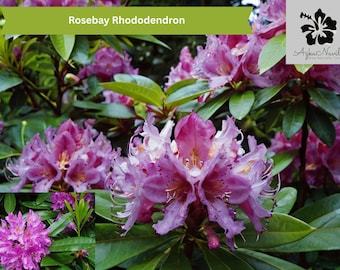 Rosebay Rhododendron 50 Seeds | Rhododendron maximum | Evergreen Shrub, Shade Loving, Acid Soil, Hardy Bloomer Gardening