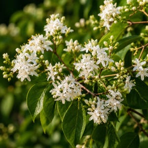 Temple of Bloom Seven-Son Flower – Heptacodium – Fragrant Blooming Shrub/Small Tree – 4" Pot