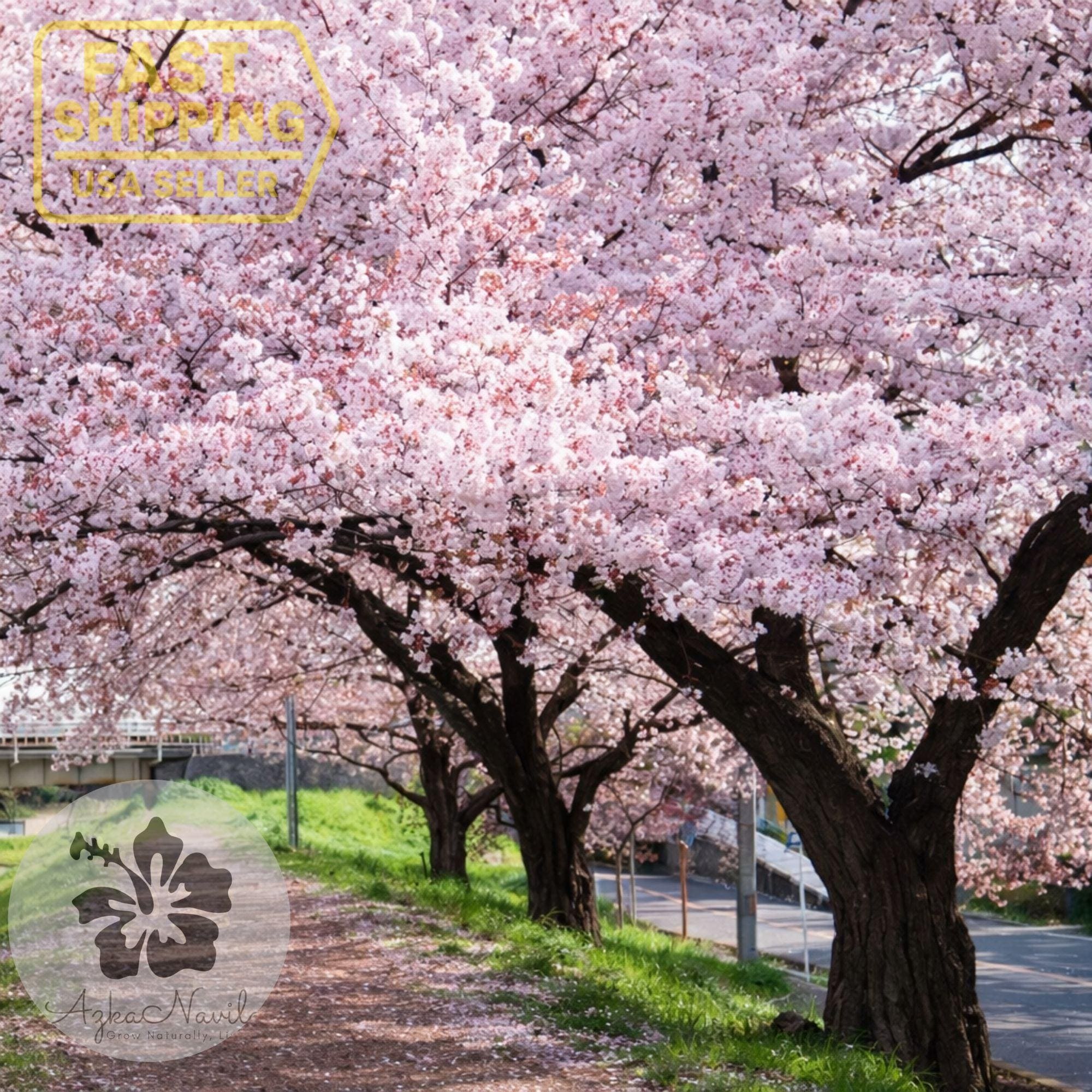 Sold Out Yoshino Cherry Tree – Japanese Flowering Cherry