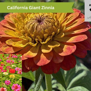 50 California Giant Zinnia Seeds, Non-GMO Heirloom Flower Seeds, Vibrant Annual Blooms, Easy to Grow | Garden Favorite USA