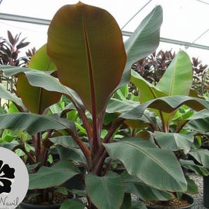 Ensete Maurelii Red Abyssinian Banana Live Plant | Tropical Banana Tree | Exotic Foliage Indoor Outdoor Landscape Plant