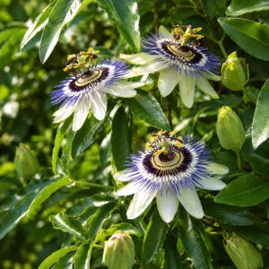 Becky's Blue/White Passion Flower - Passiflora - 4" Pot