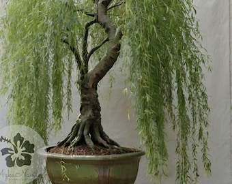 Bonsai Green Weeping Willow Tree Cutting – Fast Growing, Thick Trunk