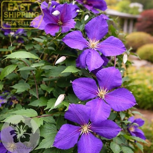 Jackmanii Clematis Vine – Purple Clematis Climber – Live Flowering Vine 2.5" Pot