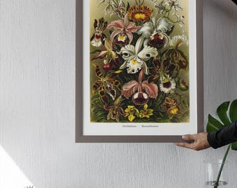Vintage Botanical Orchid Art Print: Retro Flower Illustration (Digital Download)