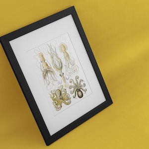 Vintage Under the Sea Octopus & Squid Illustration Set – Digital Download for Framing, Art, Print, Crafts and Decoupage