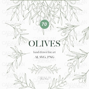 May include: A digital collection of 70 olive branch line art illustrations in green ink on a white background. The text reads 70 OLIVES hand drawn line art AI, SVG, PNG. The design features various olive branches with leaves and fruit.