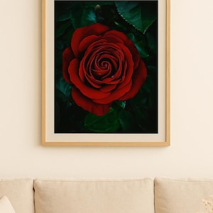 Red Rose Wall Art – Moody Floral Photography Print – Romantic Botanical Printable