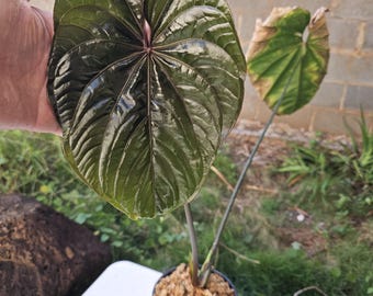 Anthurium (dressleri 'oliver' X Sp. Nov DF) X (FSRL X BVEP) Select