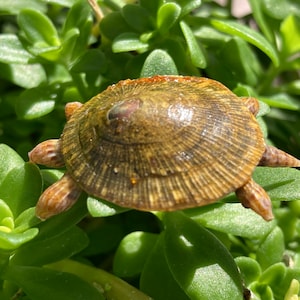 May include: A small, detailed turtle figurine with a textured, brown shell and four small legs. The turtle is resting on a bed of vibrant green succulent plants, creating a naturalistic scene. The figurine is a decorative item.