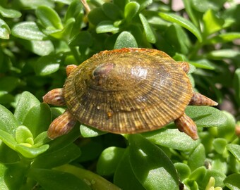 Turtle Brooch, Handmade Sea Shell Turtle Pin, vintage Jewelry, Unisex Animal Pin, Unique Dainty Small Brooch,